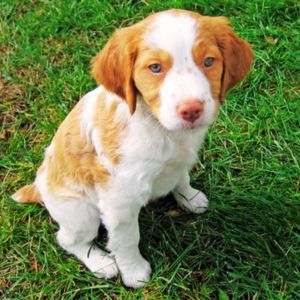Buy Brittany Spaniel Puppies at Best Price