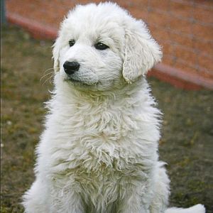 Great Pyrenees Puppies for Sale in india