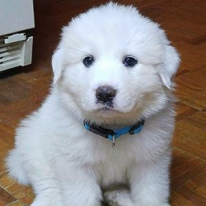 Great Pyrenees Puppies for Sale