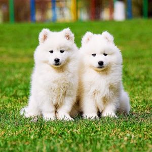 Samoyed Dogs Puppies Price in India