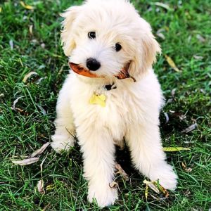 Buy Goldendoodle For Sale