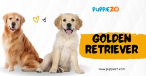 golden retriever price