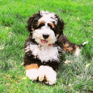 bernedoodle dog for sale