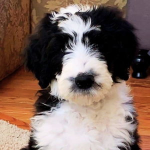 bernedoodle dog price