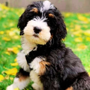 bernedoodle puppy for sale