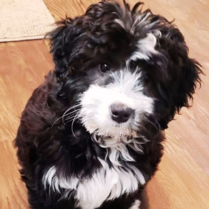 bernedoodle puppy price