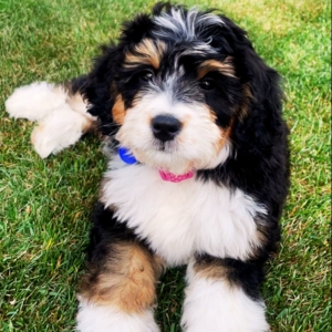 bernedoodle puppy