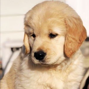 Buy Golden Retriever Puppies