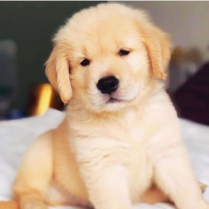 Golden Retriever dogs and puppies for sale in Bangalore