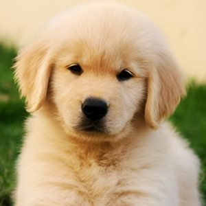 Golden Retriever Puppy