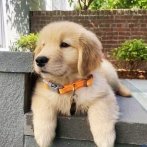 Golden Retriever-Puppy