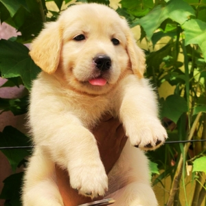 Golden Retriever dogs for sale in Bangalore