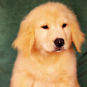 Golden Retriever Puppy