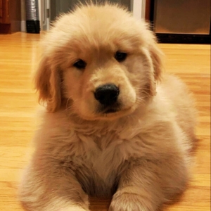 Golden Retriever price in India