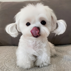 Maltese Puppies For Sale