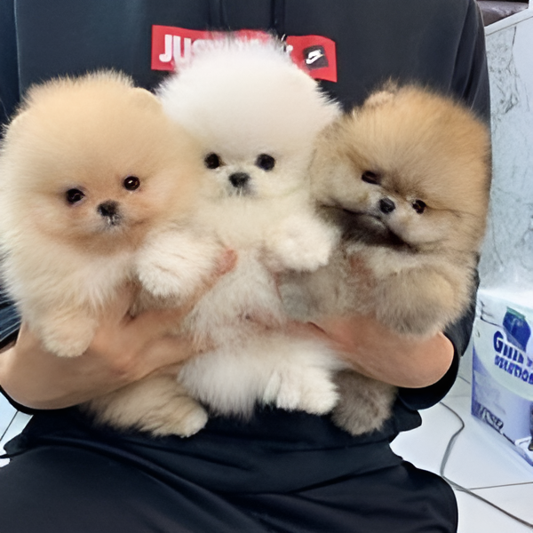 Pomeranian Puppies