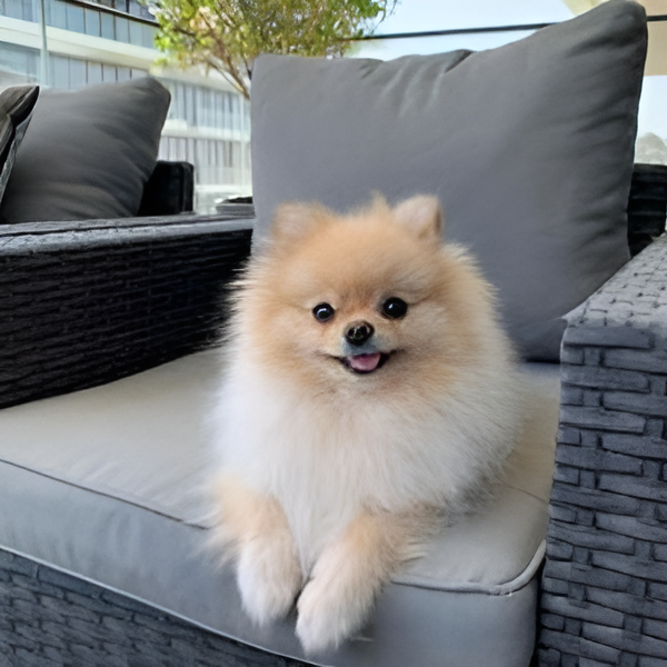 Pomeranian dog price