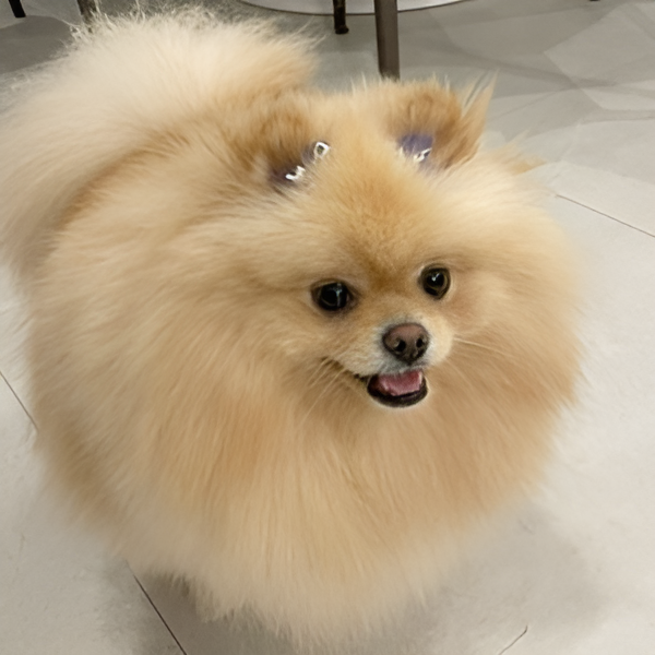 Pomeranian