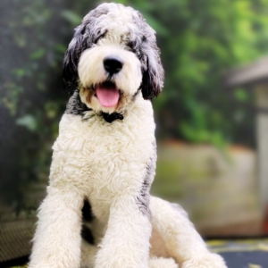 Saint Berdoodle puppies for sale