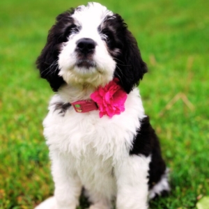 Saint Berdoodle puppies for sale