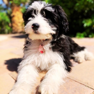 Saint Berdoodle puppies for sale