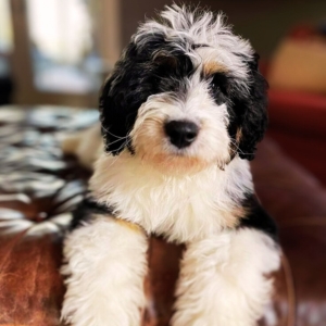 Saint Berdoodle puppies for sale