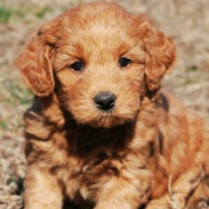 goldendoodle for sale in India