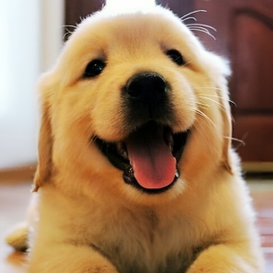 golden retriever price in india