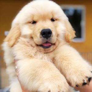 golden retriever puppies for sale​