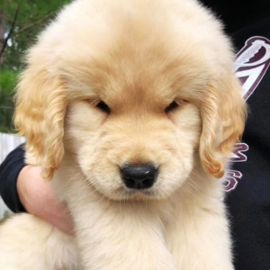 golden retriever puppy price​