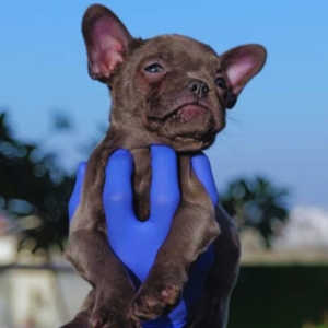 French BullDog Price in India