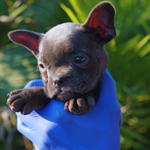 French BullDog Puppies For Sale in India