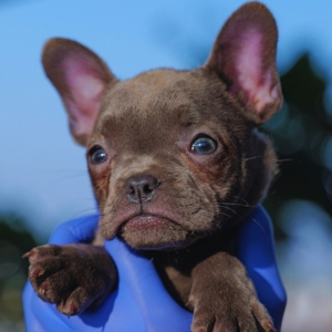 French BullDog Puppies For Sale