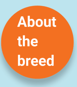 Kombai Puppies For Sale in India At Best Prices | Puppiezo