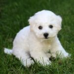 Bichon Frise Puppies For Sale