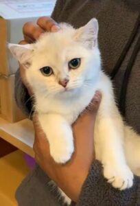 British Shorthair for sale