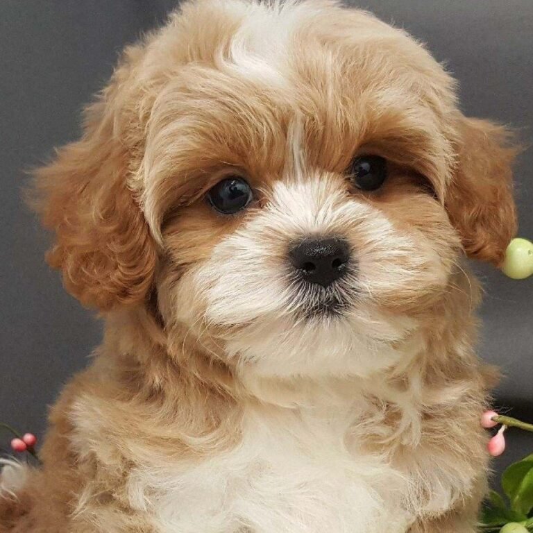Cavapoo Puppies For Sale in India At Best Prices | Puppiezo