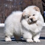 Cute Chow Chow puppy for sale near me in Delhi