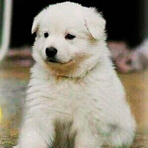 Great Pyrenees Puppies in India