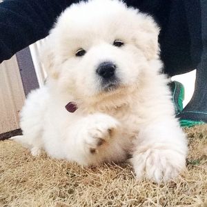 Great Pyrenees Puppies
