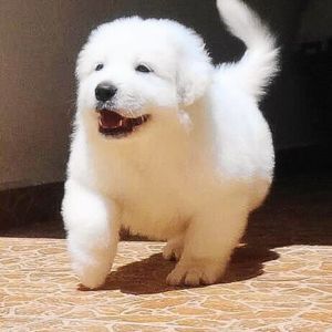 Great Pyrenees Puppy