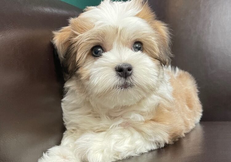 Havanese Puppiezo