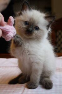 Himalayan Cats/Kitten for sale