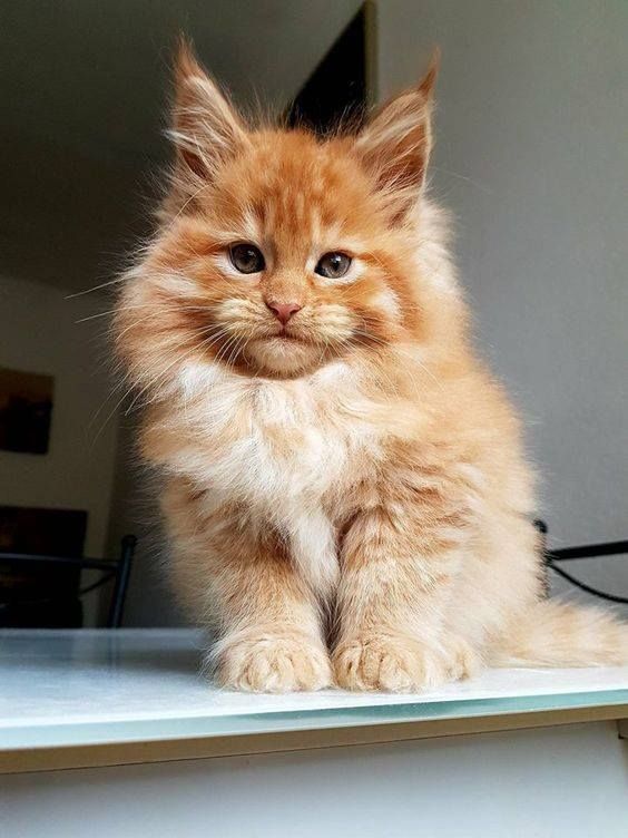 Maine Coon Cats/Kittens Puppies For Sale