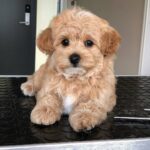 Maltipoo puppies in delhi– adorable
