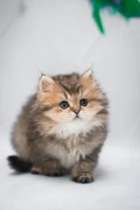 Cute Munchkin Cat for sale in Delhi, India