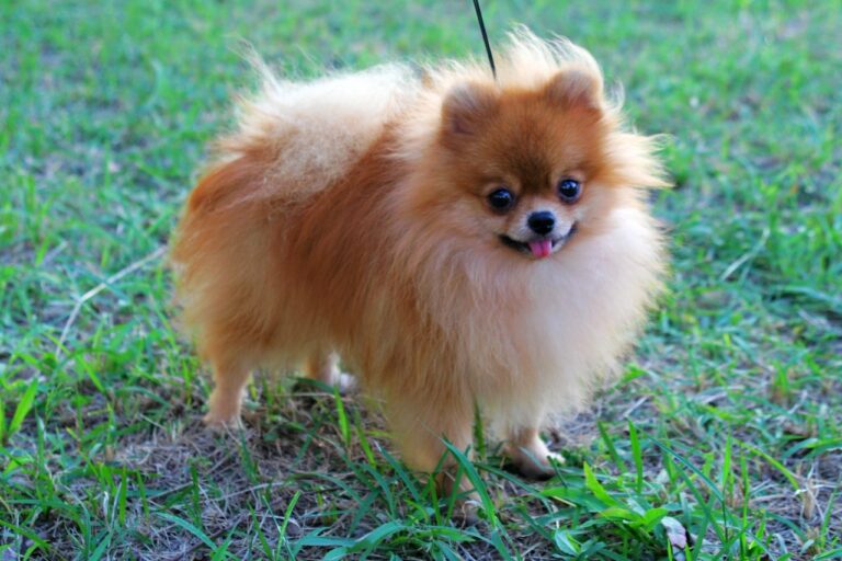 Pomeranian Puppies for sale in India At Best Prices | Puppiezo