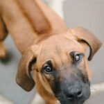 Rhodesian Ridgeback Puppies For Sale in India
