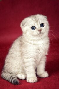 Scottish Fold Cat Price – Buy Purebred, Cute & Rare Cat in India