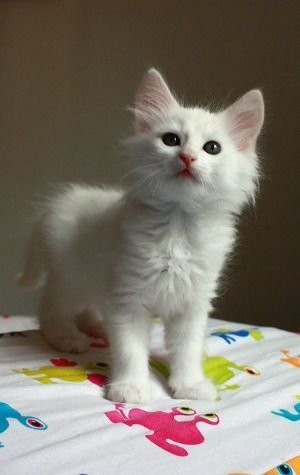 Turkish Angora Puppies For Sale